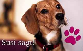 Hund Kolumne Susi sagt