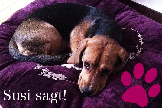 Susi kauft ein Hundebettchen