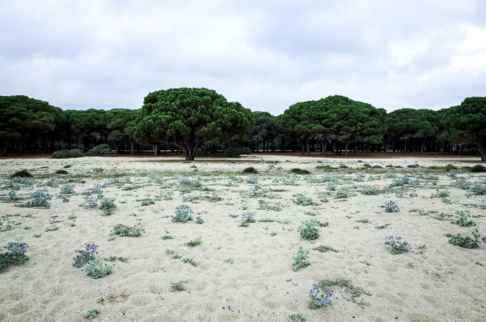 Spiaggia Su Barone