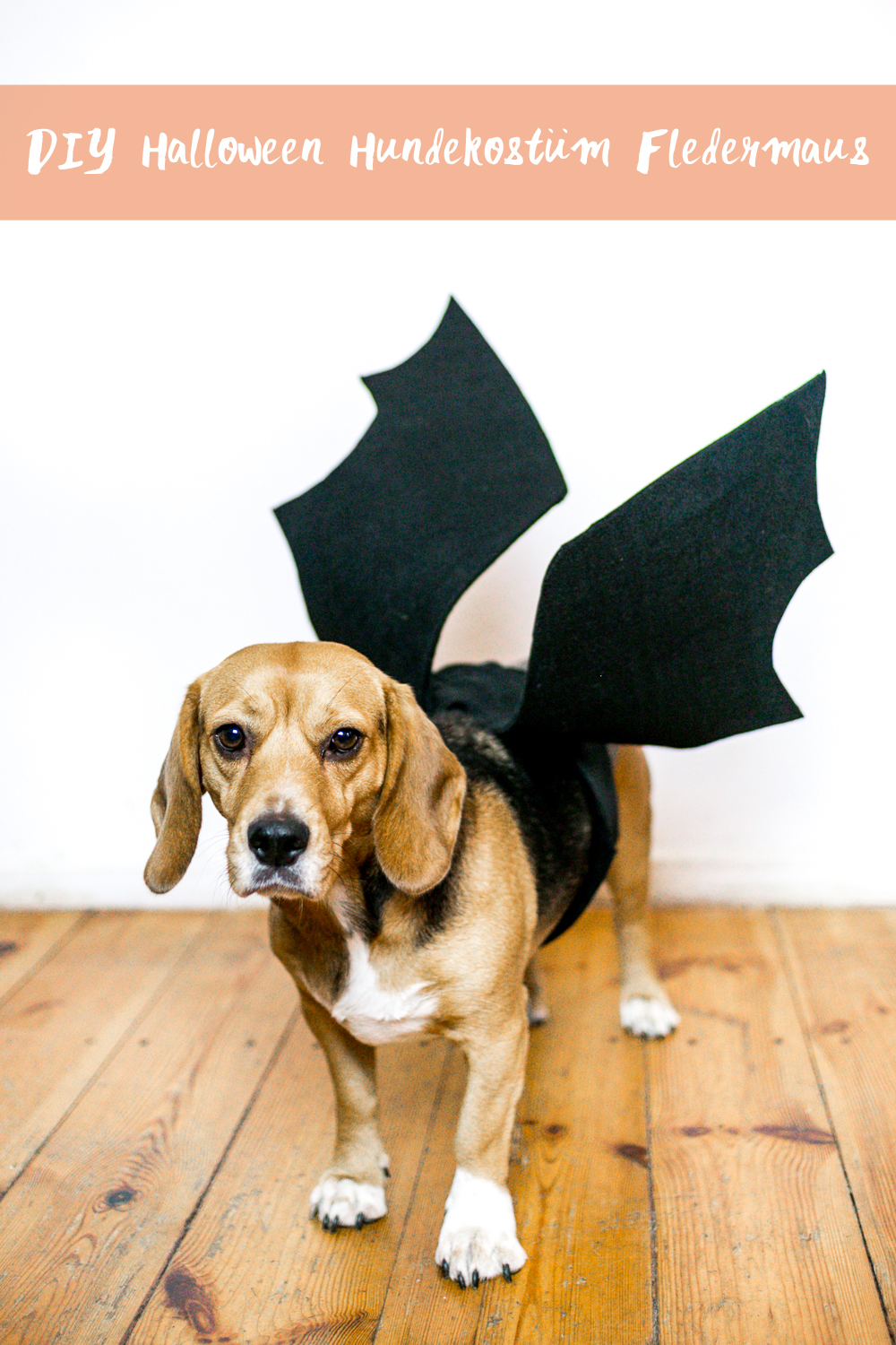 DIY Halloween Fledermaus Hundekostüm