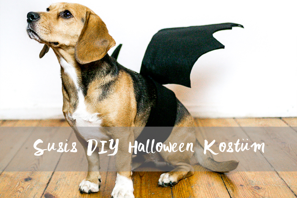 DIY Halloween Fledermaus Hundekostüm