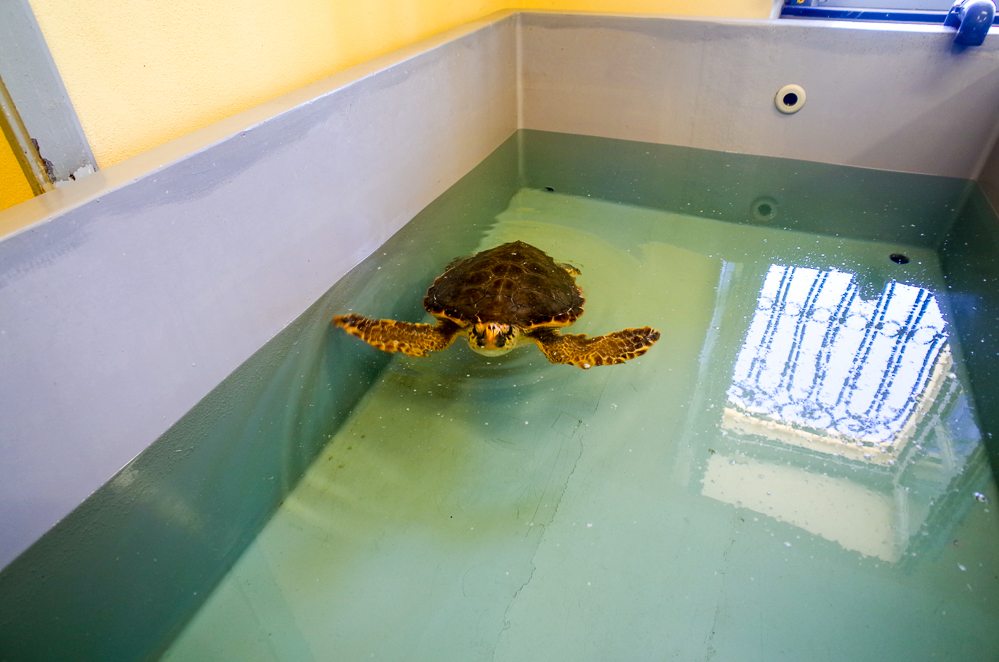 Schildkröten Asinara