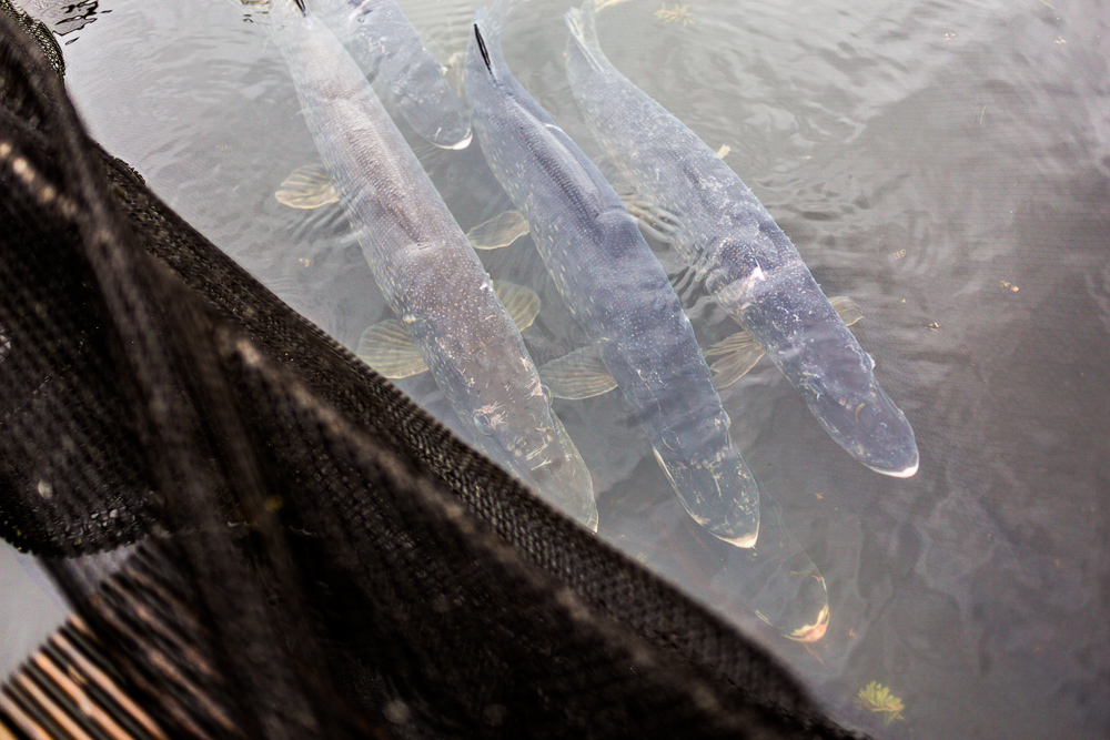 Fischerstube Warnau