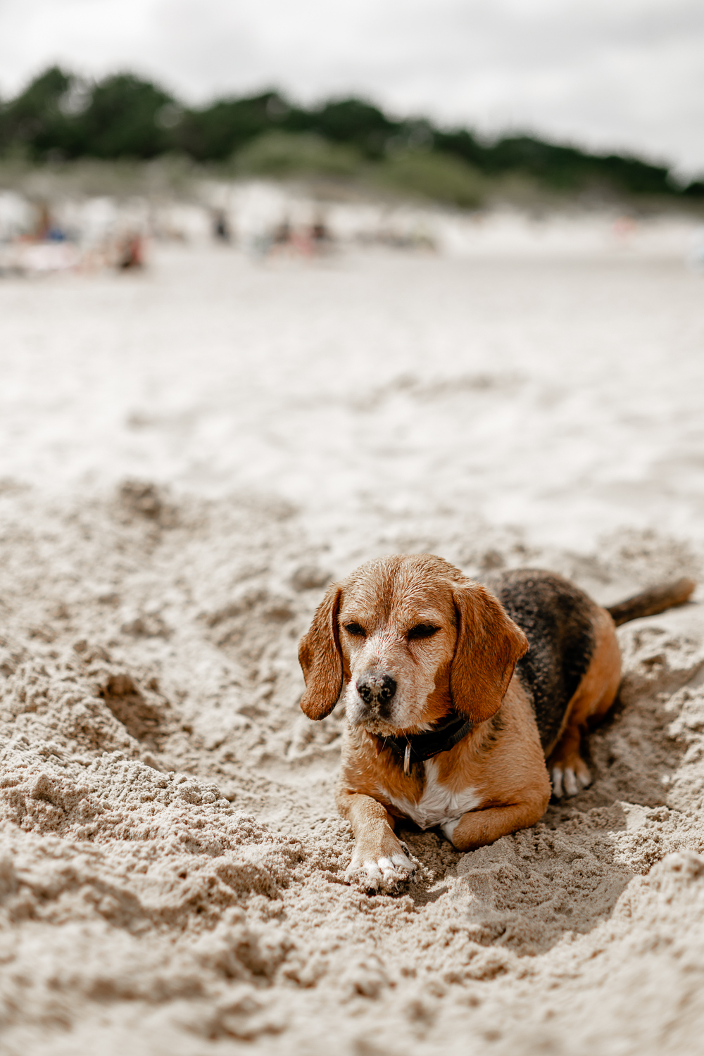 Tipps für die Insel Usedom Heringsdorf Hundestrand