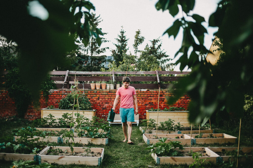 Gemüsegarten für Anfänger