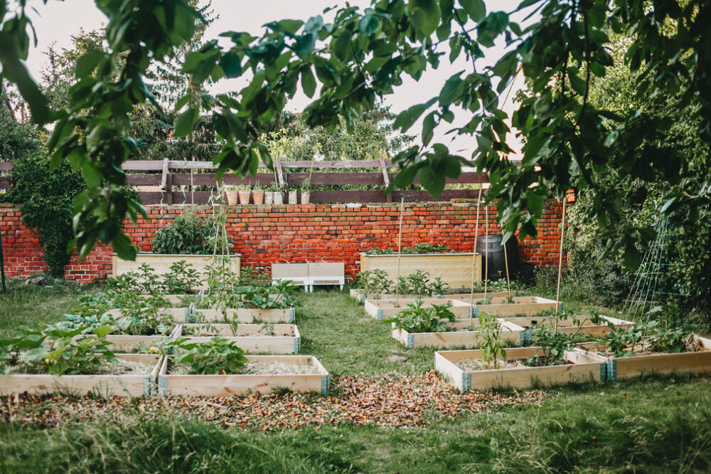 Gemüsegarten für Anfänger Standort