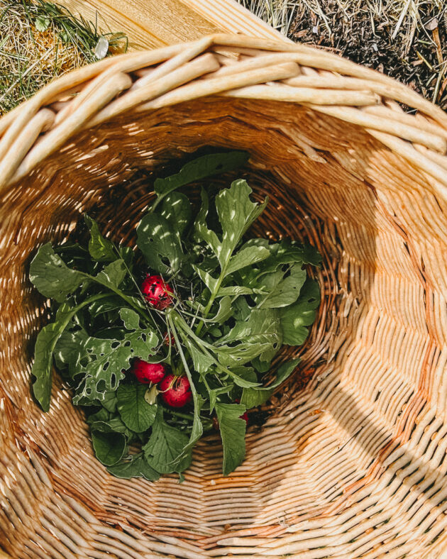 Gemüsegarten für Anfänger Wie wir aufs Land zogen und mit schwarzen