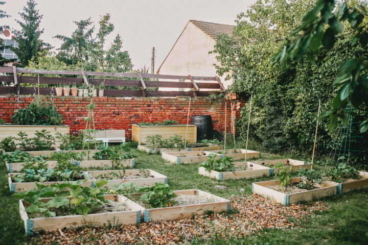 Gemüsegarten für Anfänger Wie wir aufs Land zogen und mit schwarzen