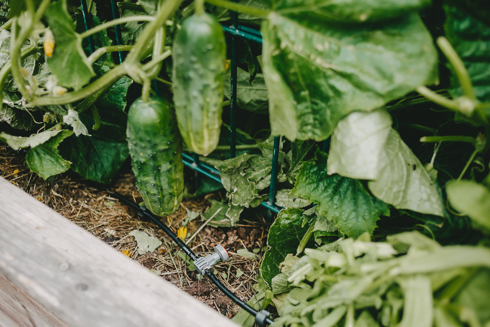 Micro-Drip-System Gardena